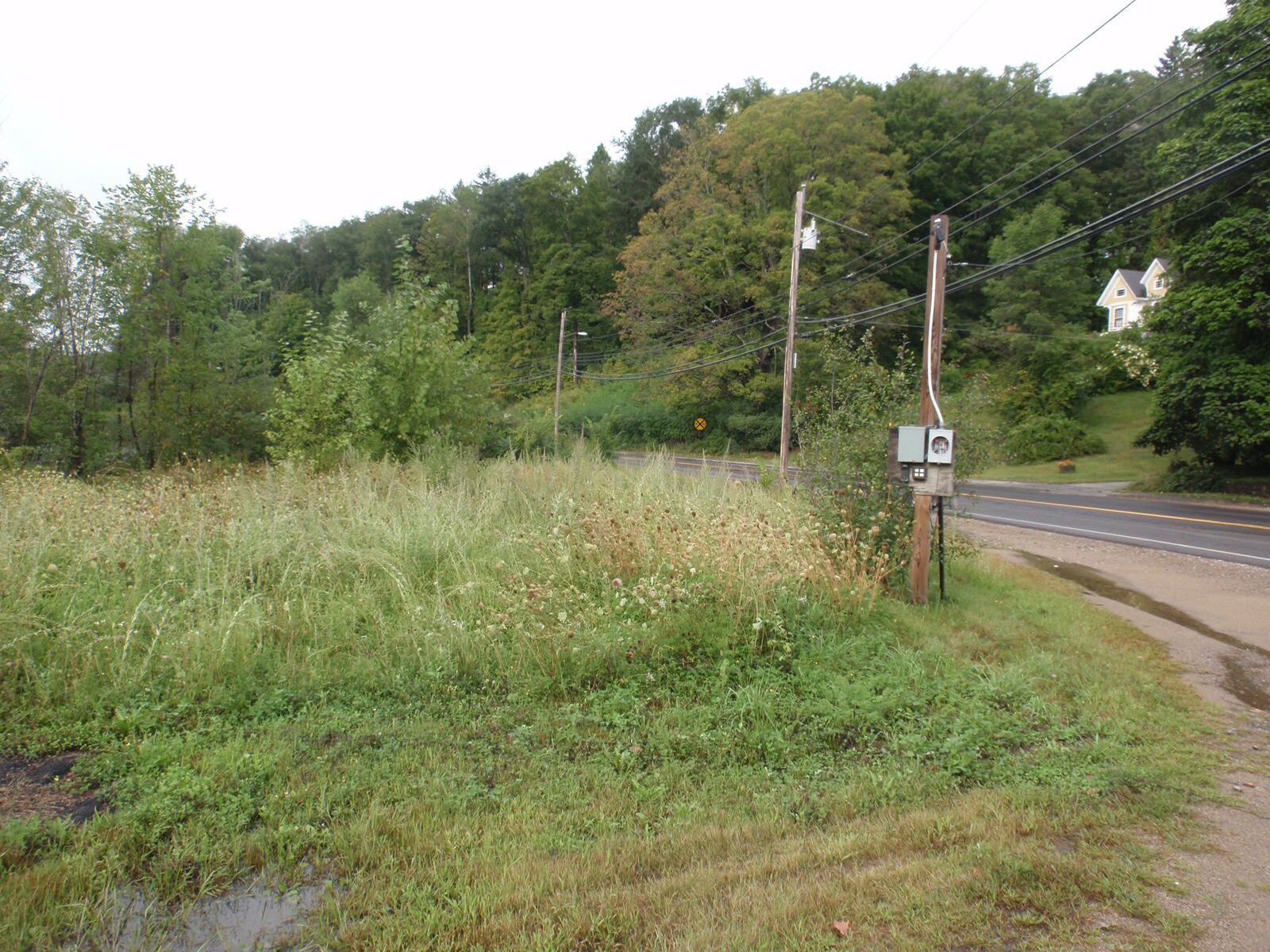 Grasses and the old electric connection