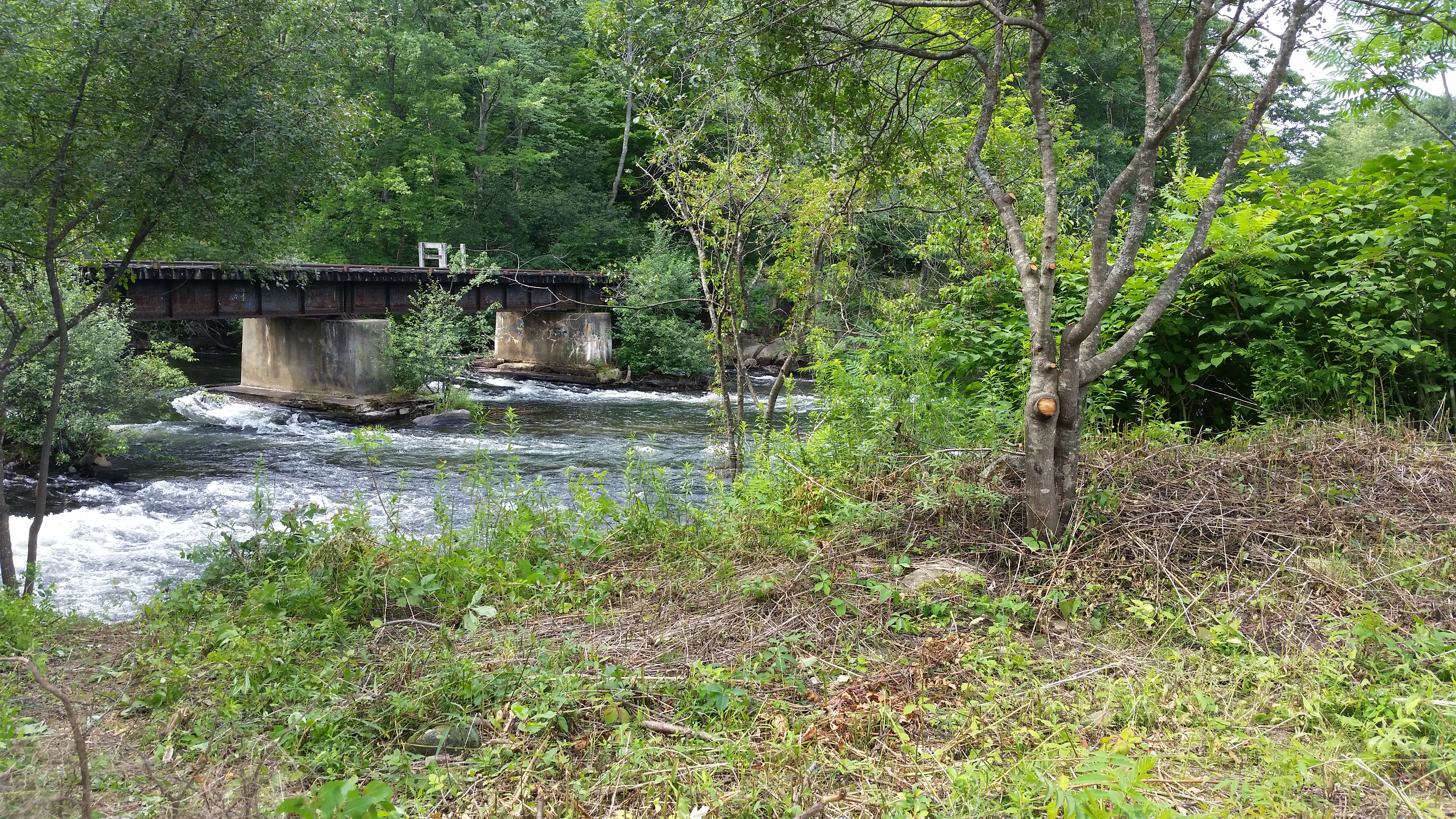 Continuing to remove invasive species so the river can be viewed