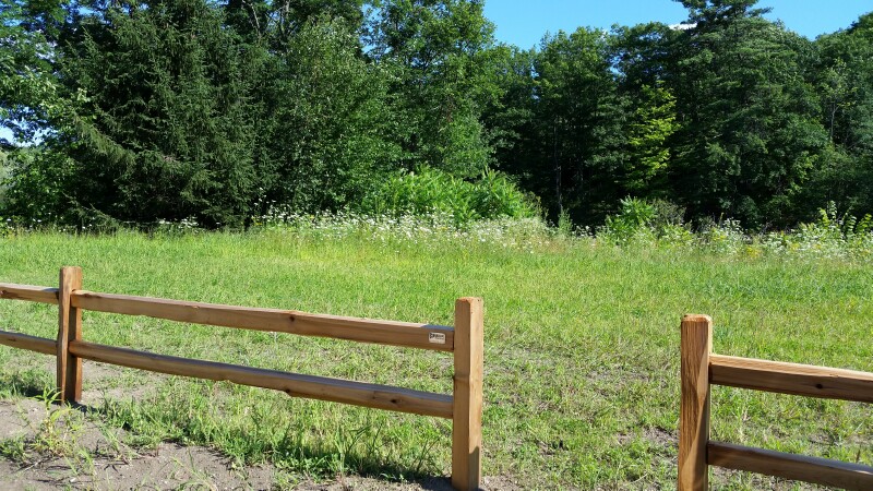 wildflowers at Salmon Run