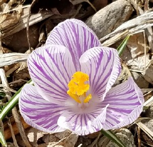 Pirple crocus