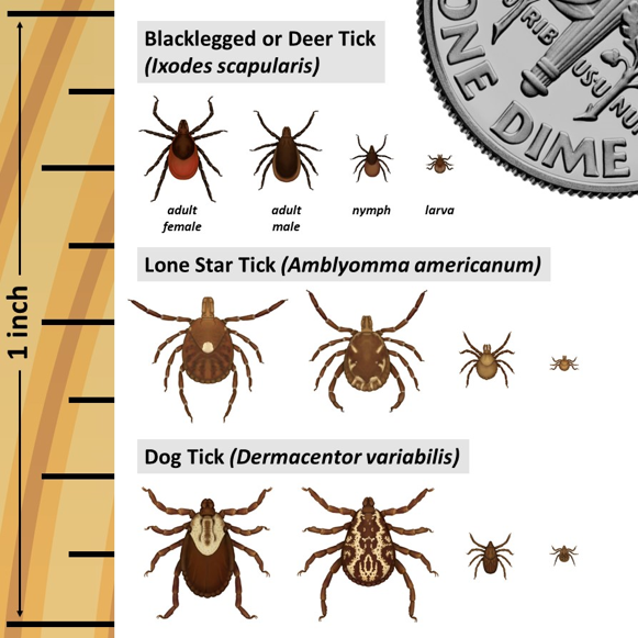 Tick Scale
