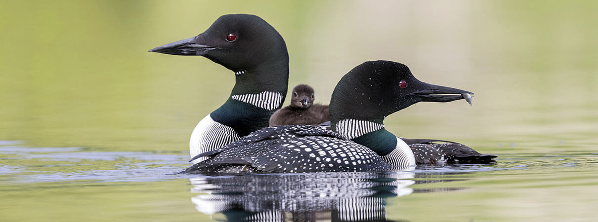 Loon
