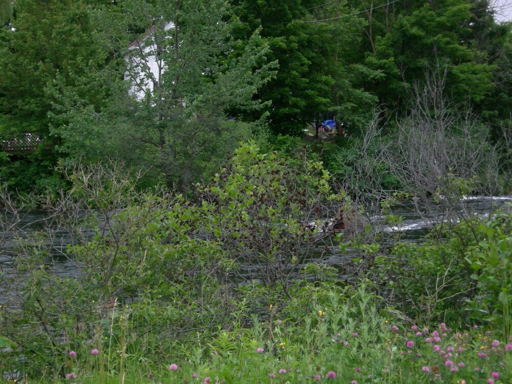 Rapids and brush along the Winnipesaukee River