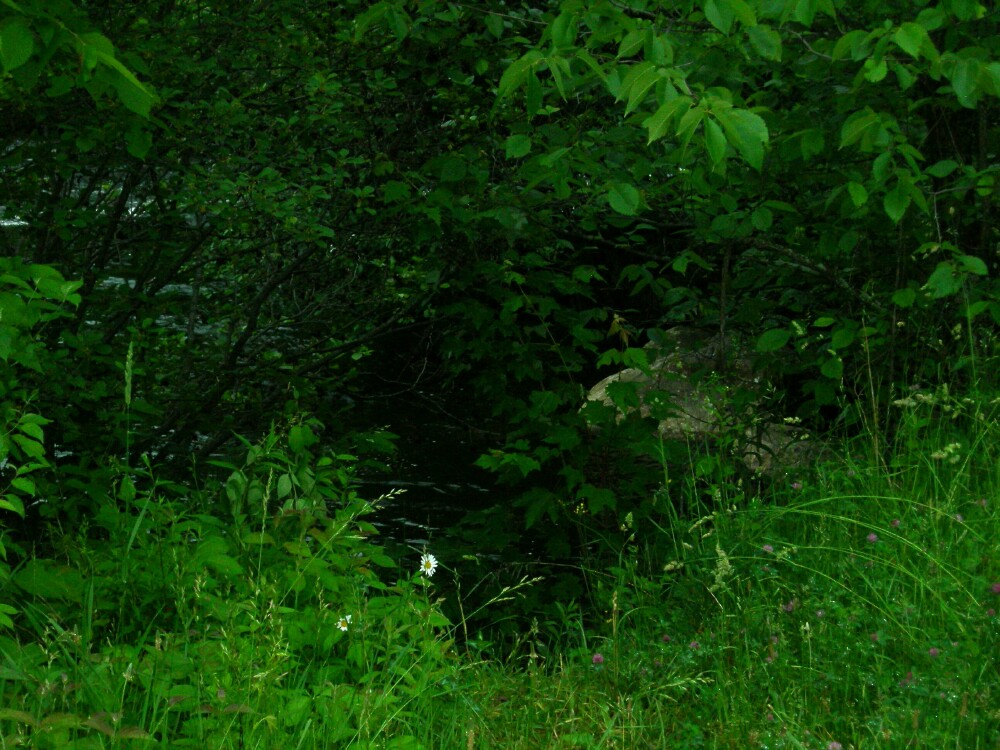 A leafy area near the Winnipesaukee River