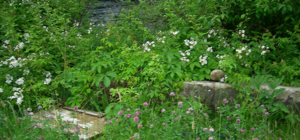Wildflowers near the Winnipesaukee River