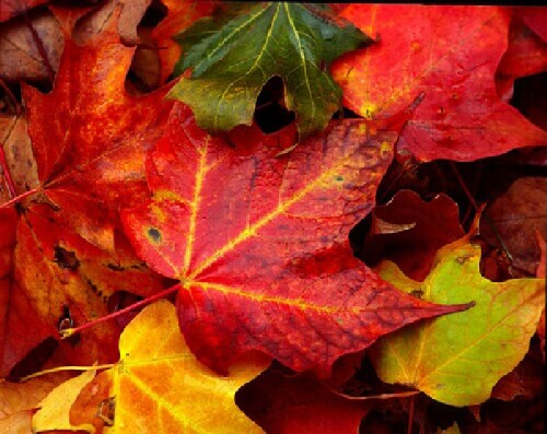Fall leaves