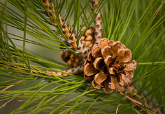 red pine needles