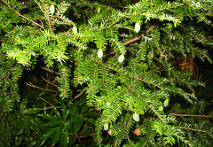 hemlock branches