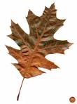 Oak Leaf