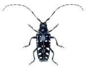 Asian Longhorned Beetle