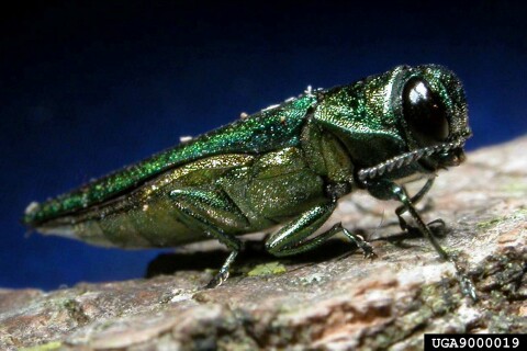 Adult emerald ash borer