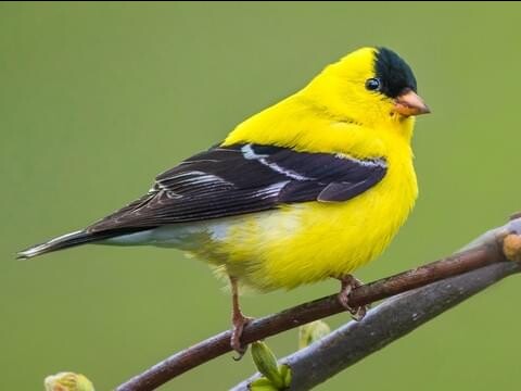 Goldfinch