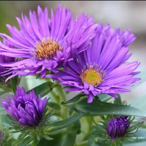 New England aster