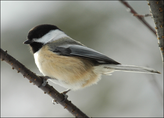 Chickadee