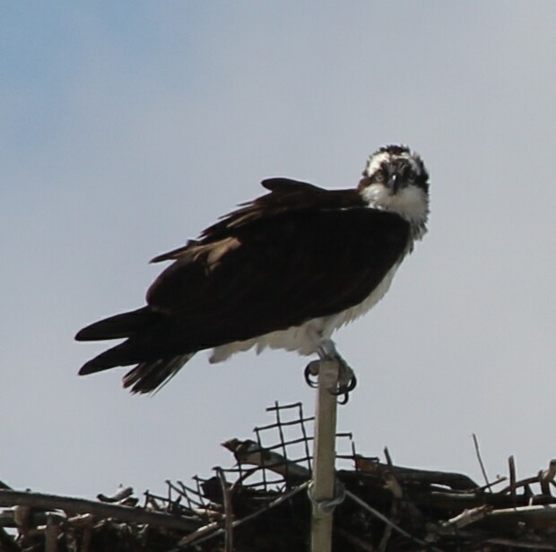 osprey looking straight ahead