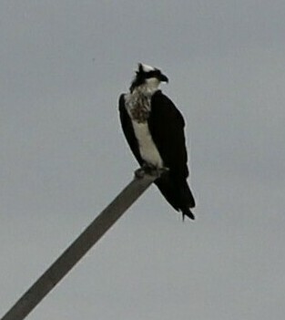 osprey looking to the right