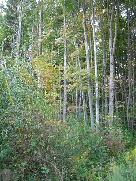 Buffalo Park entry with tress