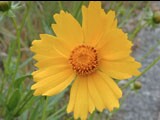 Coreopsis