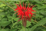 Monarda