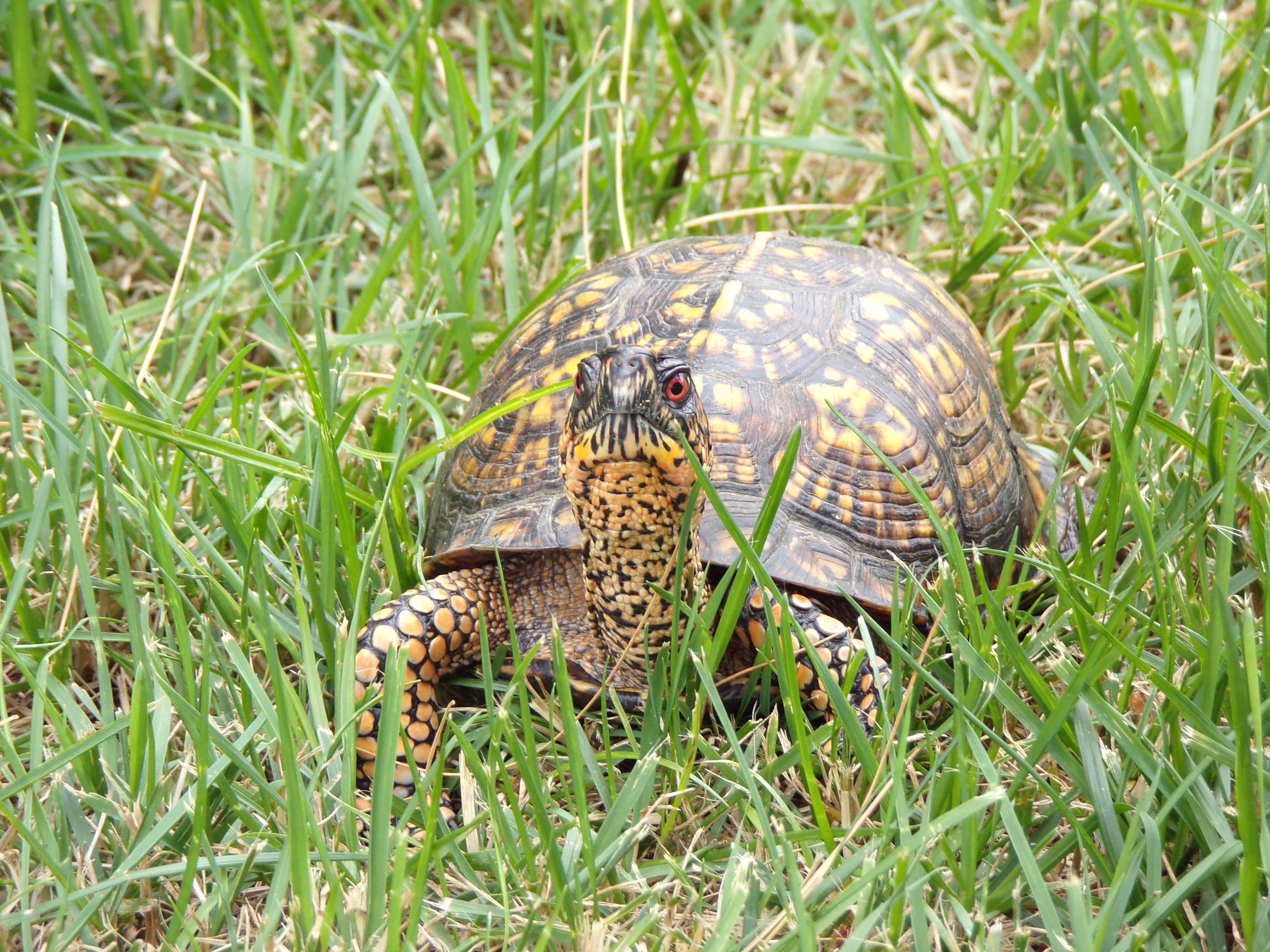 Eastern Box Turtle