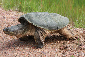 Snapping Turtle