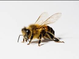 Honey bee