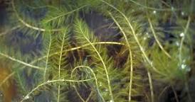 Milfoil
